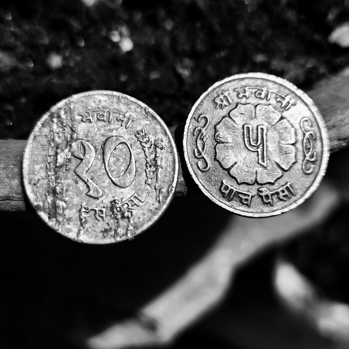 Two old indian coin sitting on top of a tree branch